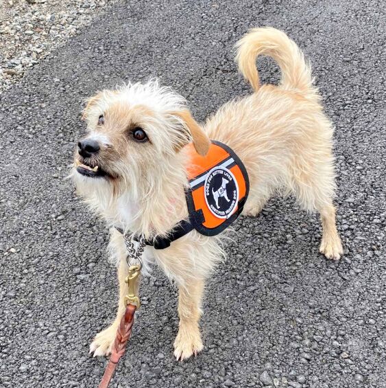 The Importance of Regular Vet Checkups for Your Dog image